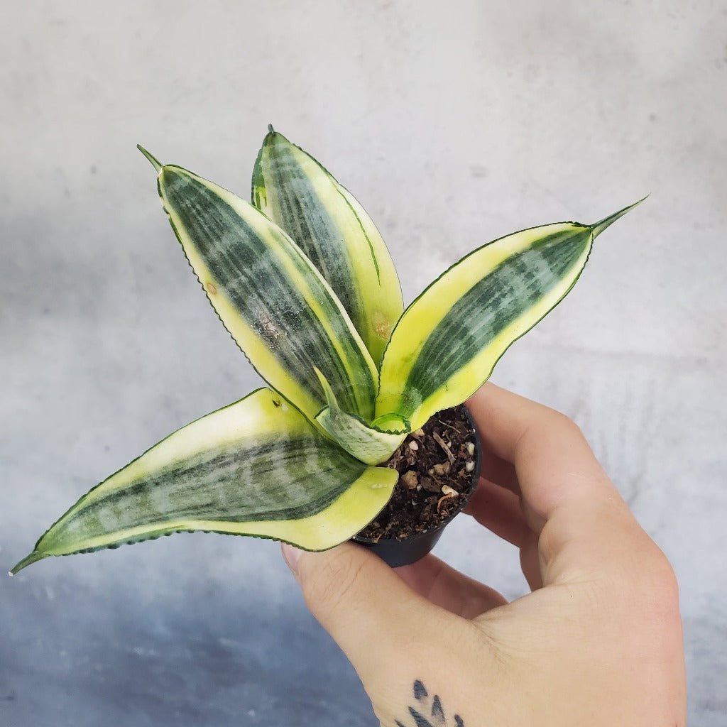 Sansevieria - Bundle & Save