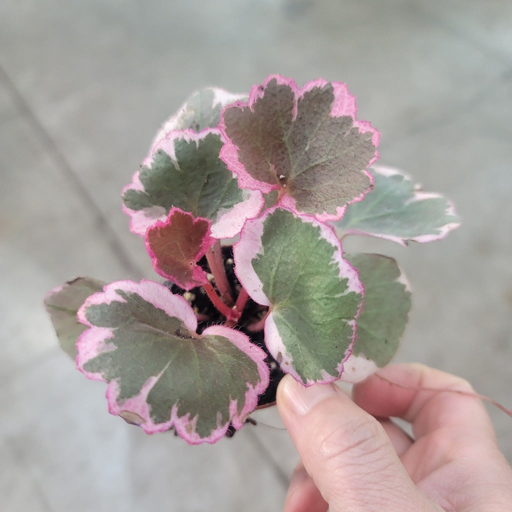 SMALL PLANTS - Saxifraga Stolonifera 'Tricolor' - 2"