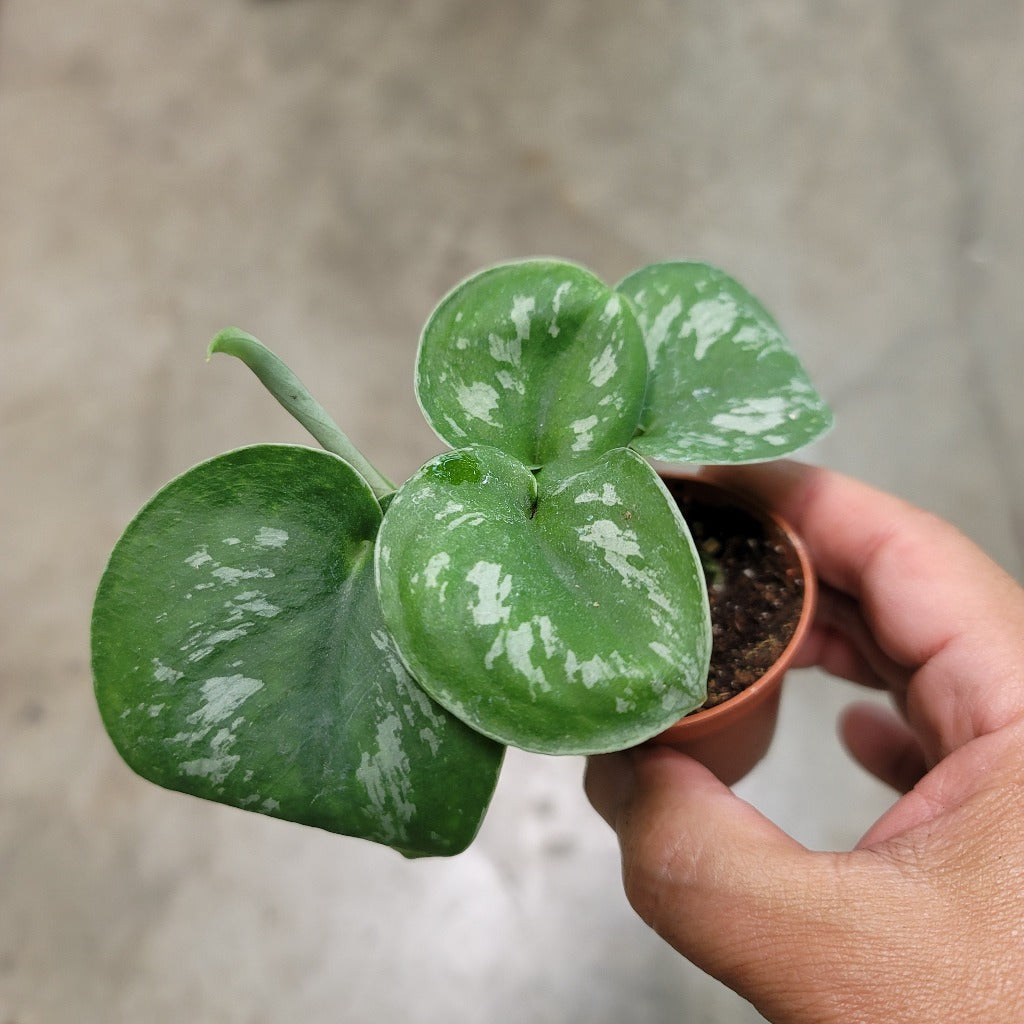 SMALL PLANTS - SCINDAPSUS PICTUS EXOTICA - 2"
