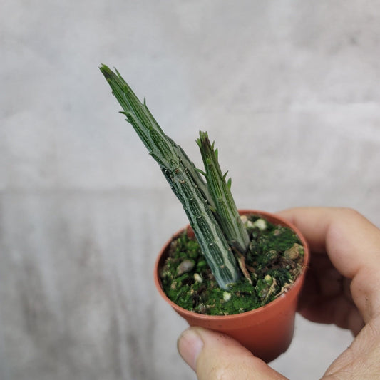SMALL PLANTS - SENECIO STAPELIIFORMIS - 2.5"