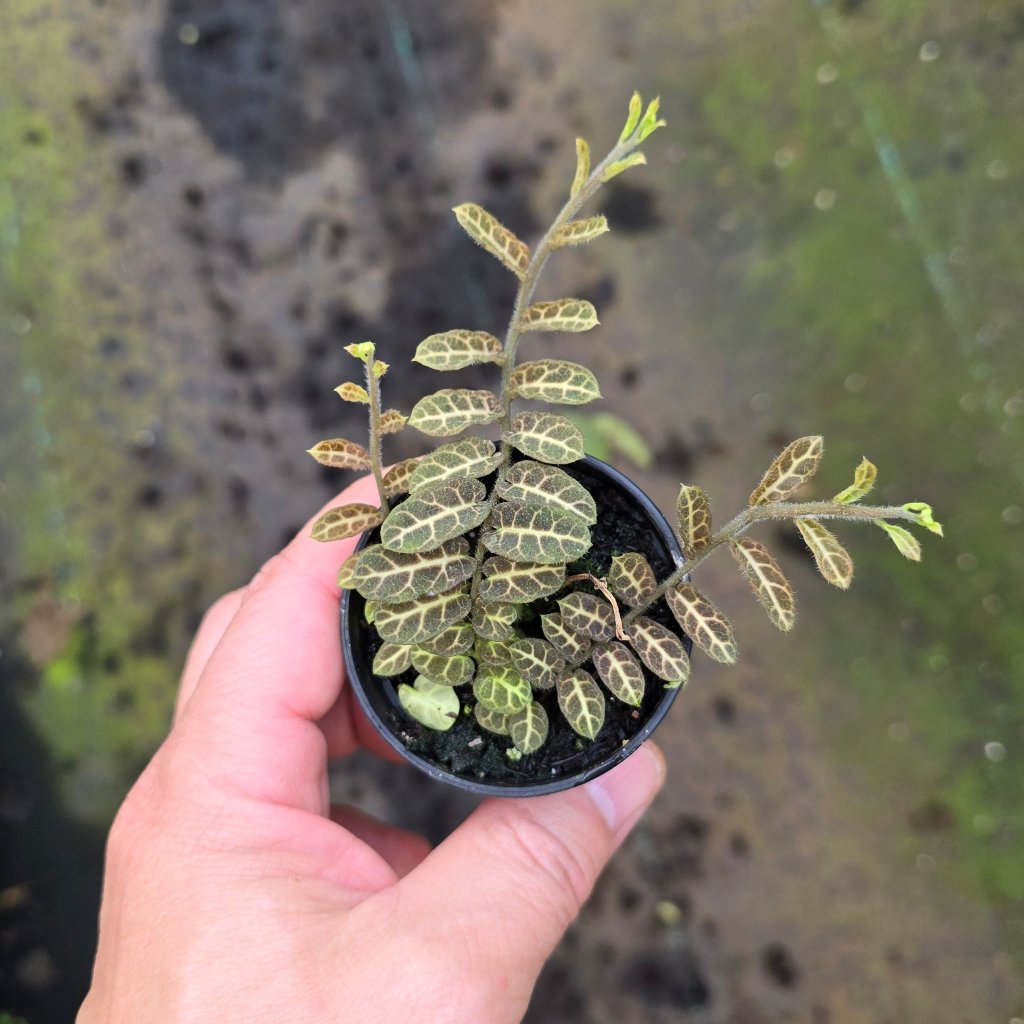 SMALL PLANTS - Solanum Evolvulifolium - 2"
