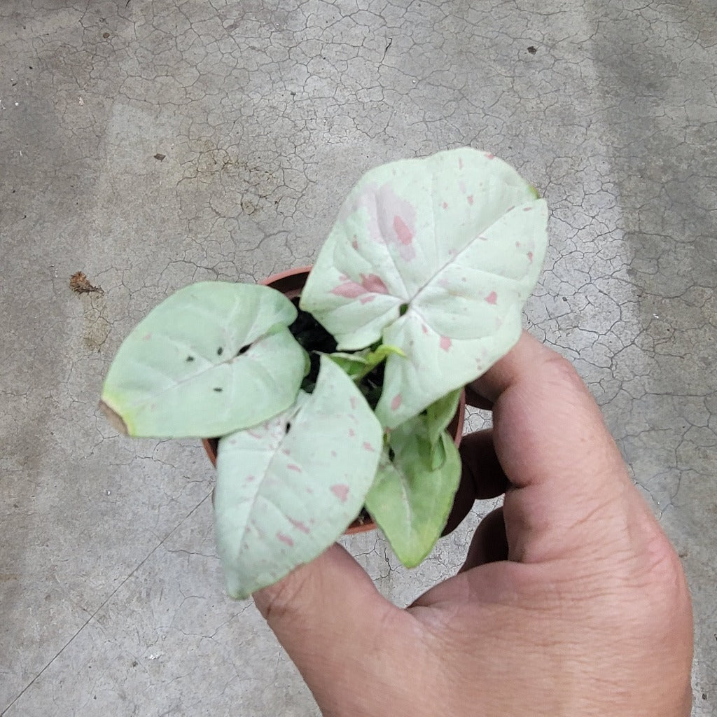 SMALL PLANTS - SYNGONIUM MILK CONFETTI - 2"