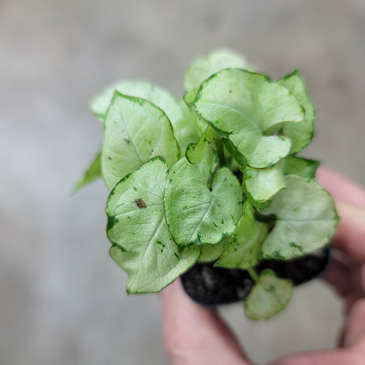 SMALL PLANTS - Syngonium Podophyllum 'Green Splash' - 2"