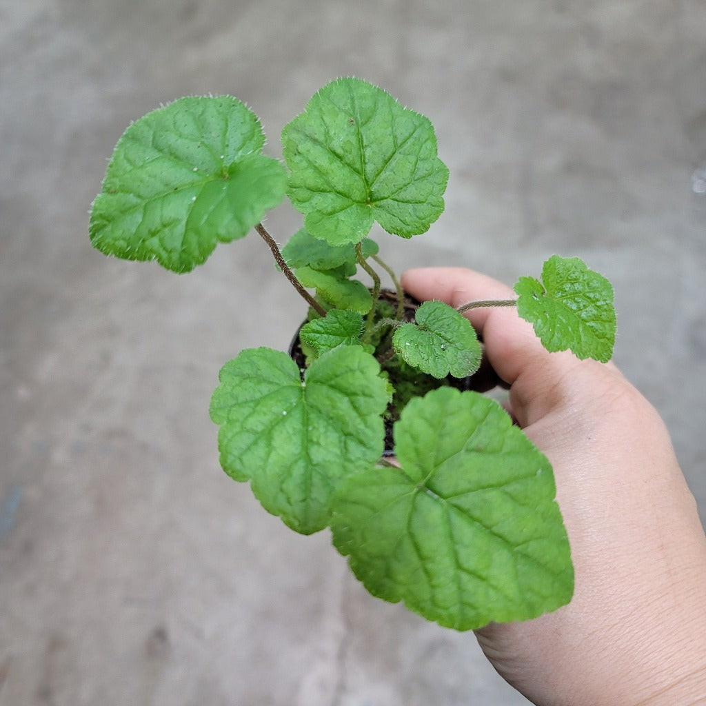 Tolmiea menziesii - 2