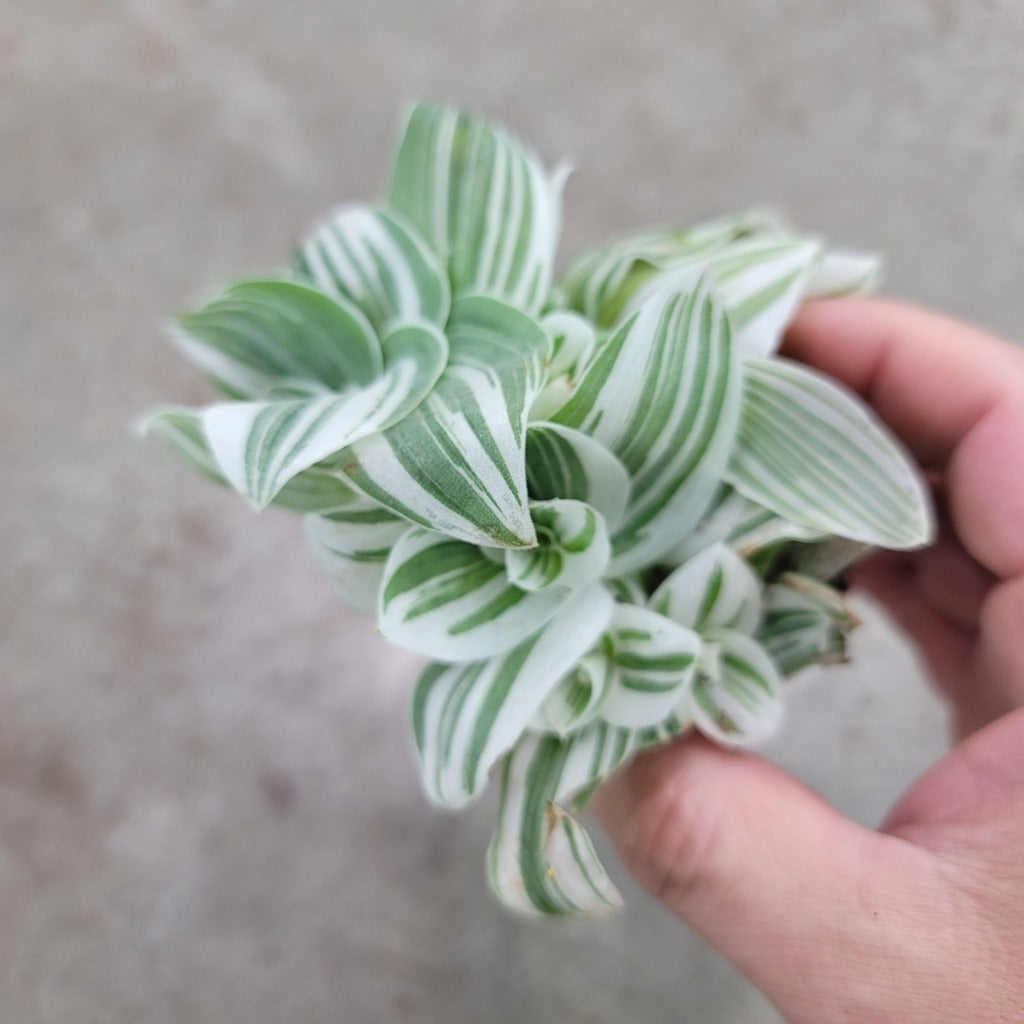 Tradescantia 'Pistachio White' - 2