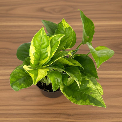 Epipremnum 'Monet Sol' - 4"