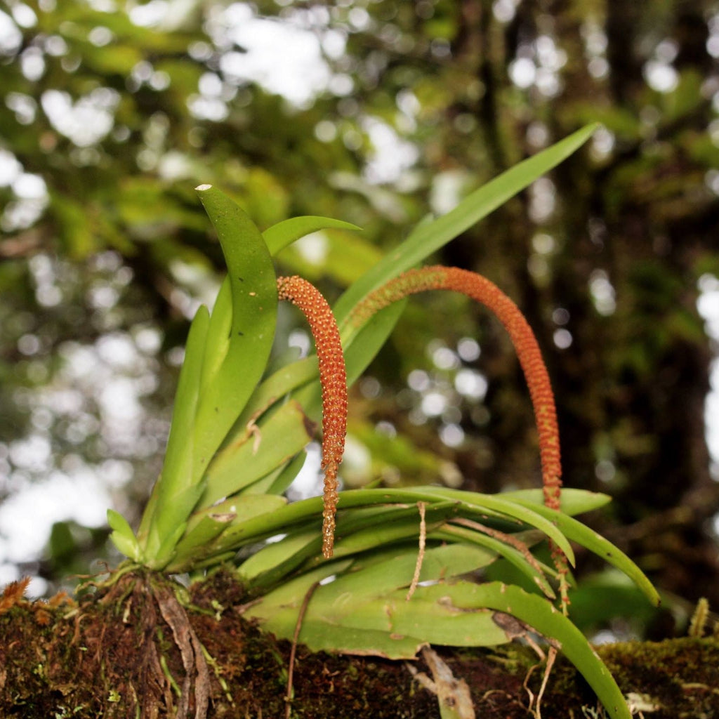 Oberonia Mucronata