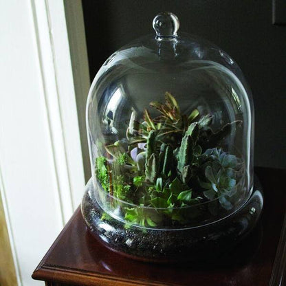 Terrarium Cloche - 7"
