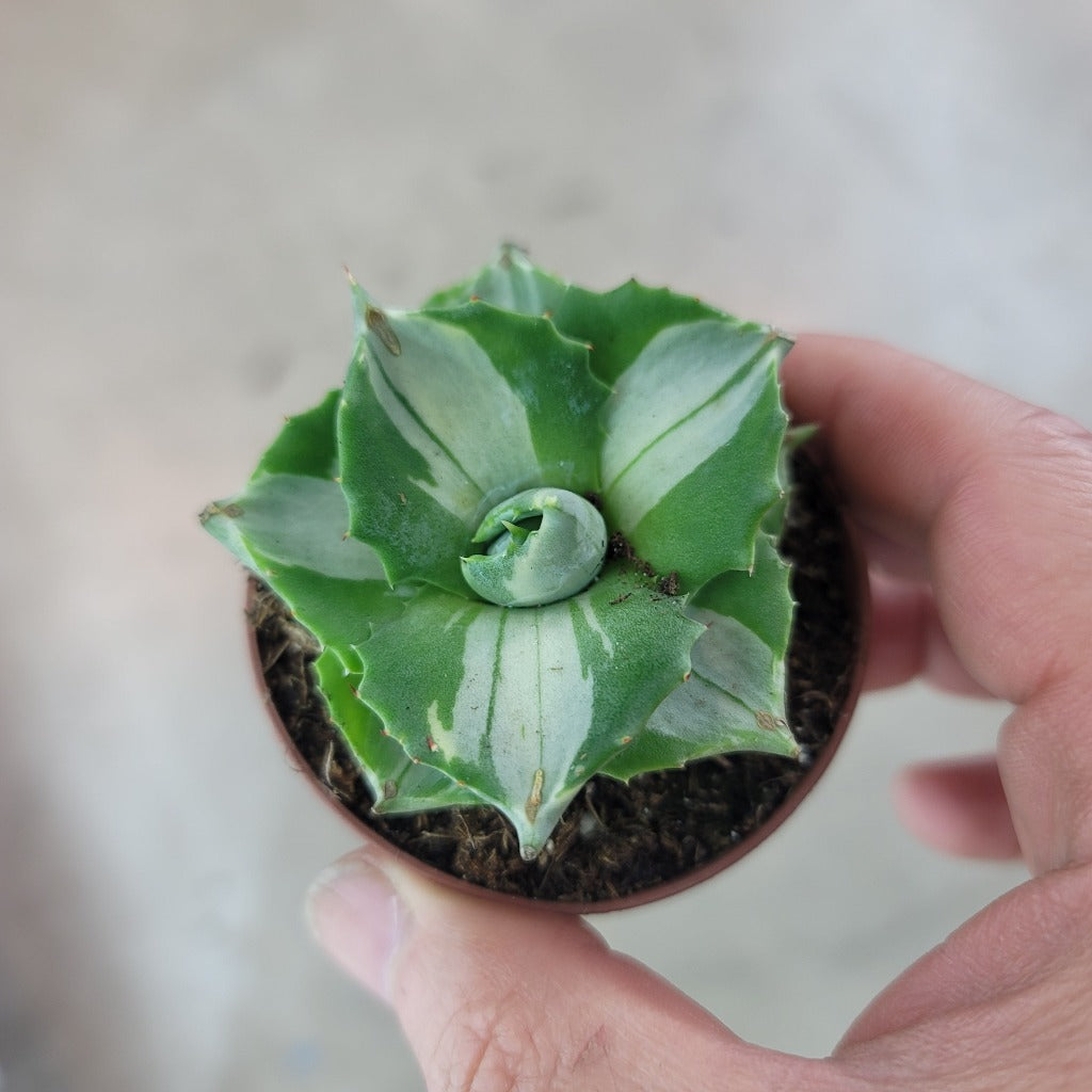 SUCCULENTS & CACTUS - Agave Isthmensis "Ohi Raijin Shiro Nakafu' - 2"