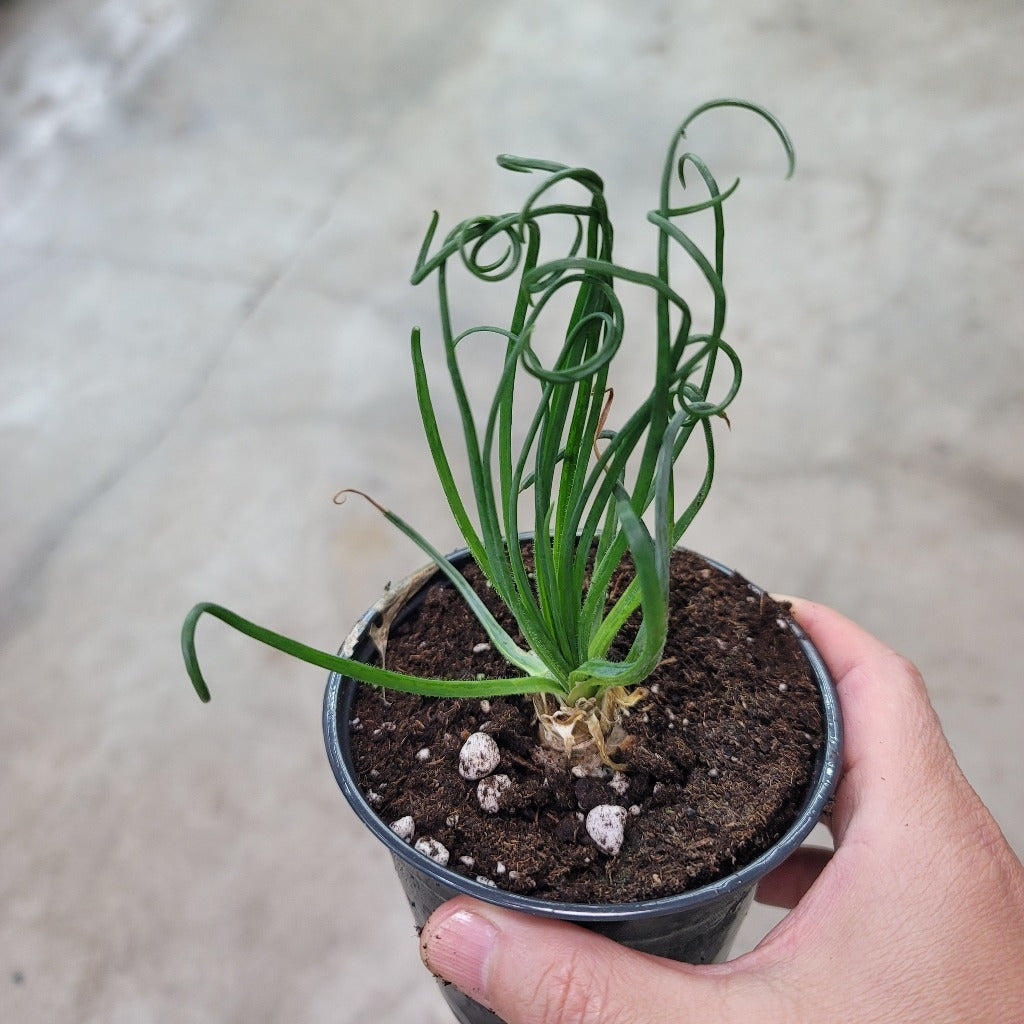 SUCCULENTS & CACTUS - Albuca Spirals 'Frizzle Sizzle' - 4"