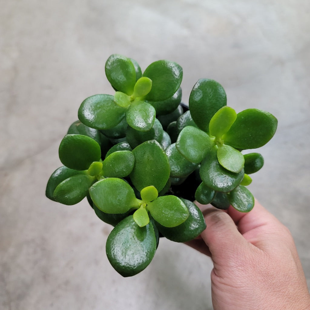 Crassula ovata 'Minima' - 4