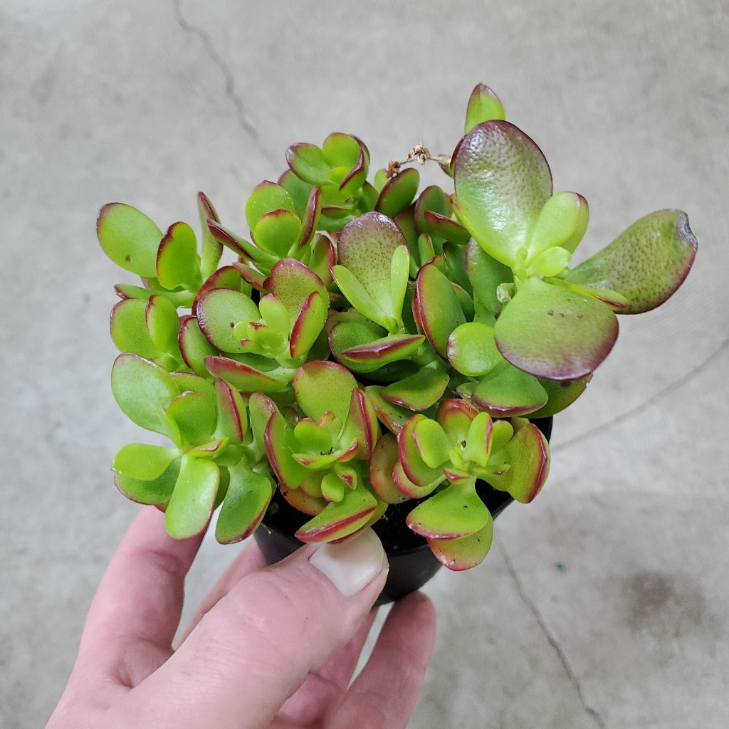 Crassula ovata 'Crosby's Compact Rojo' - 4