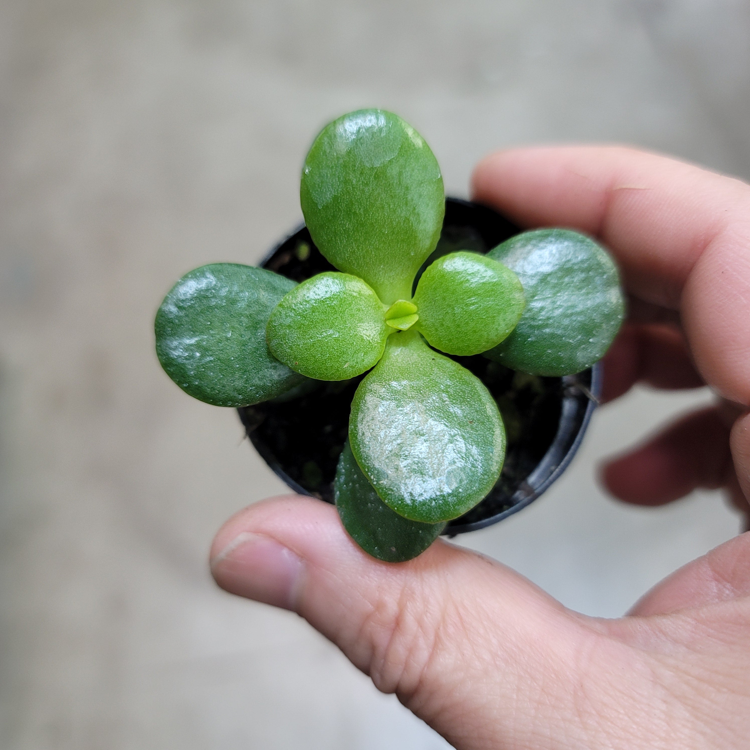 Crassula ovata 'Minima' - 2