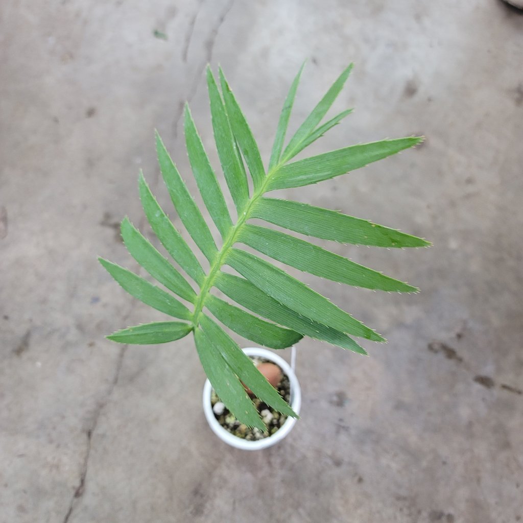 SUCCULENTS & CACTUS - Dioon Spinulosum - 4"