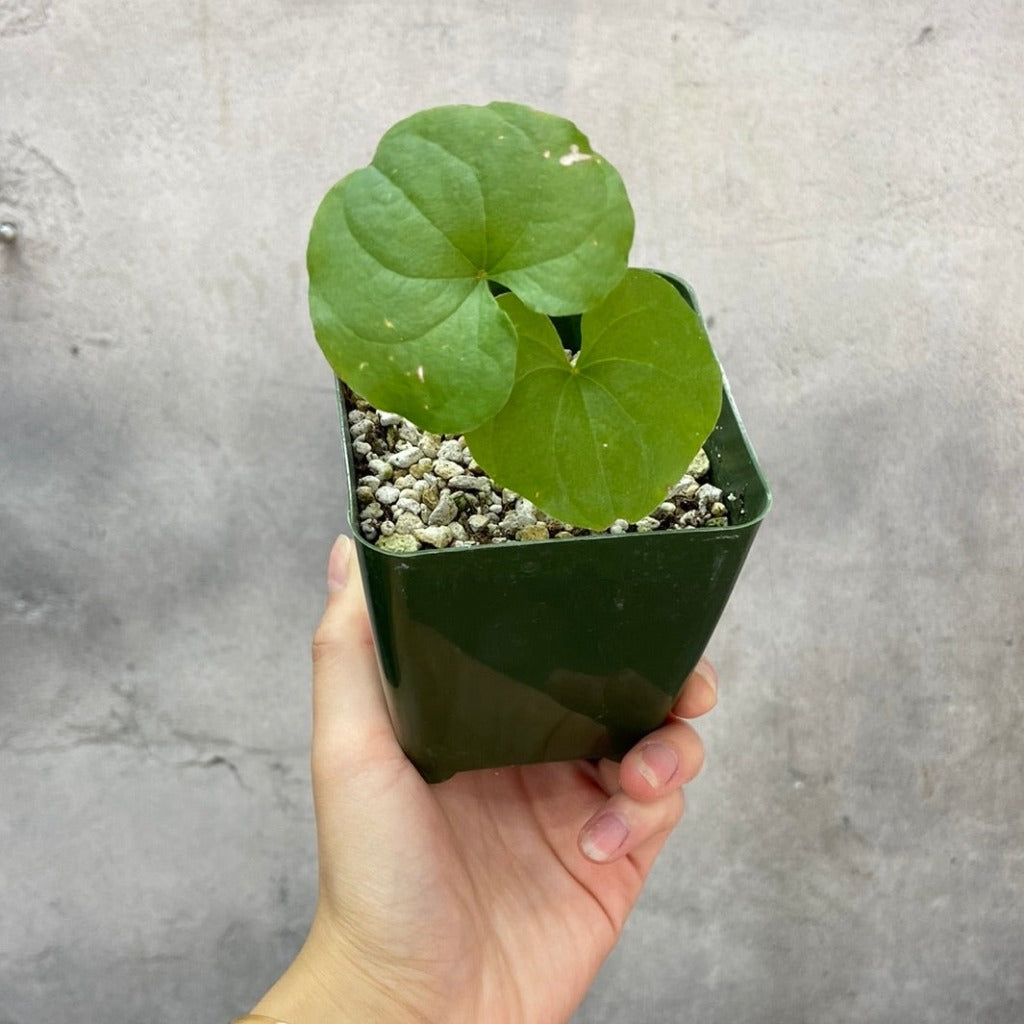 SUCCULENTS & CACTUS - DIOSCOREA ELEPHANTIPES - 4"