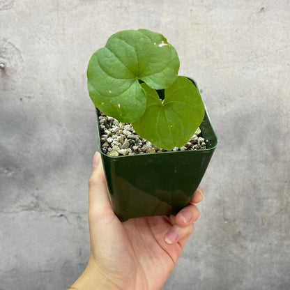 SUCCULENTS & CACTUS - DIOSCOREA ELEPHANTIPES - 4"