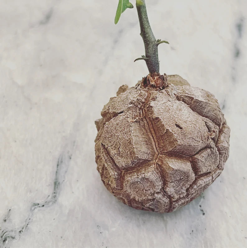 SUCCULENTS & CACTUS - DIOSCOREA ELEPHANTIPES 