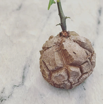 SUCCULENTS & CACTUS - DIOSCOREA ELEPHANTIPES 
