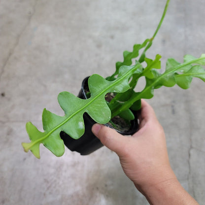 SUCCULENTS & CACTUS - EPIPHYLLUM ANGULIGER - 4"