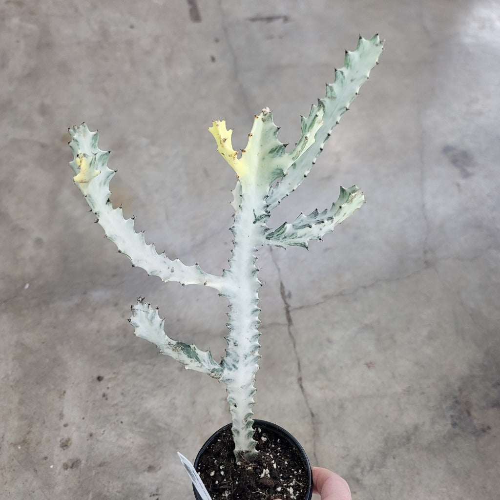 Euphorbia lactea 'White  Ghost' - 4