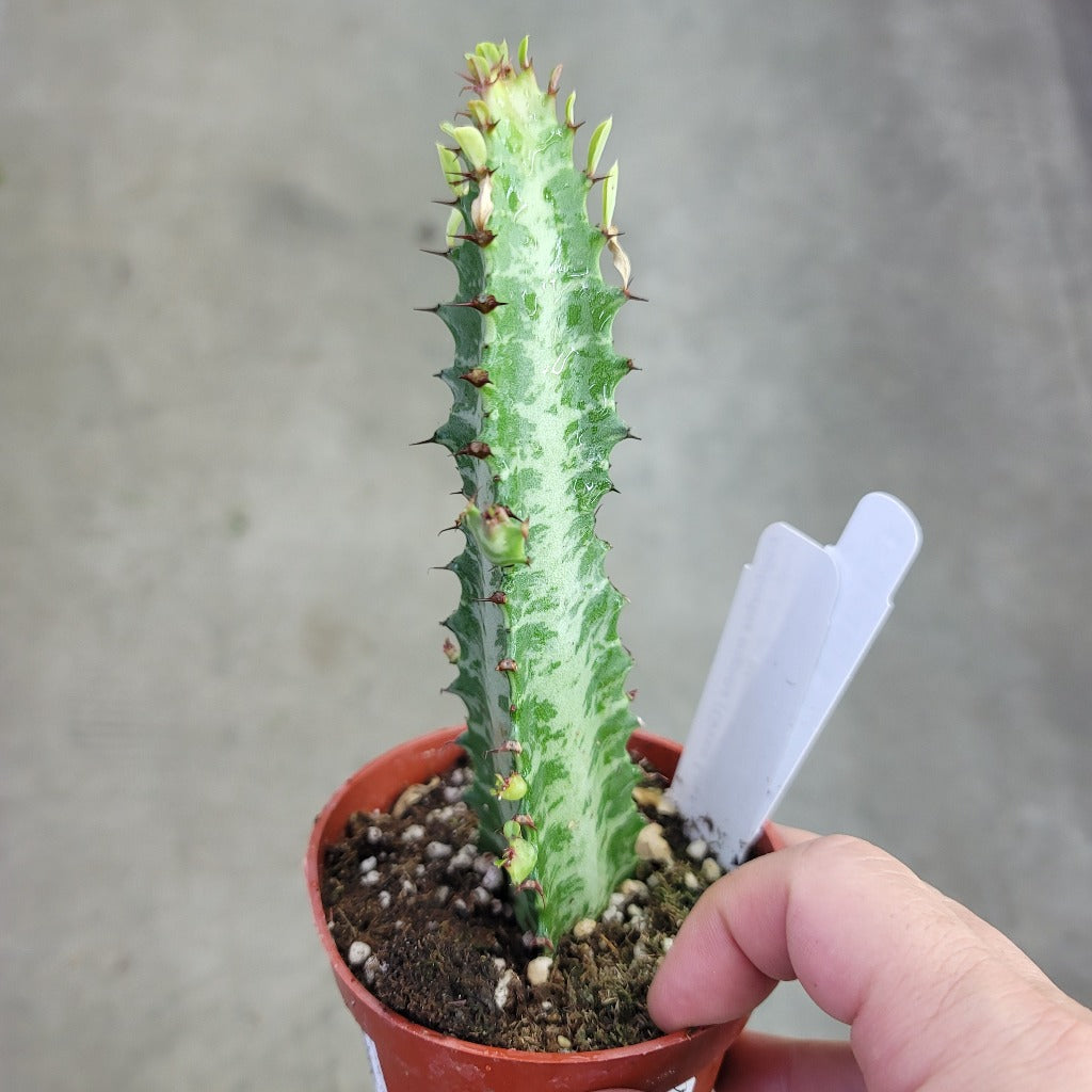 Euphorbia trigona 'Variegata' - 2