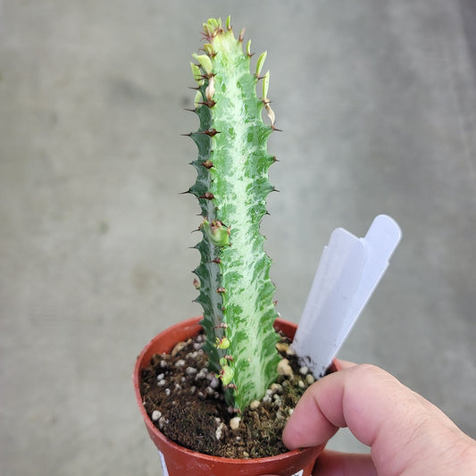SUCCULENTS & CACTUS - Euphorbia Trigona 'Variegata' - 4"