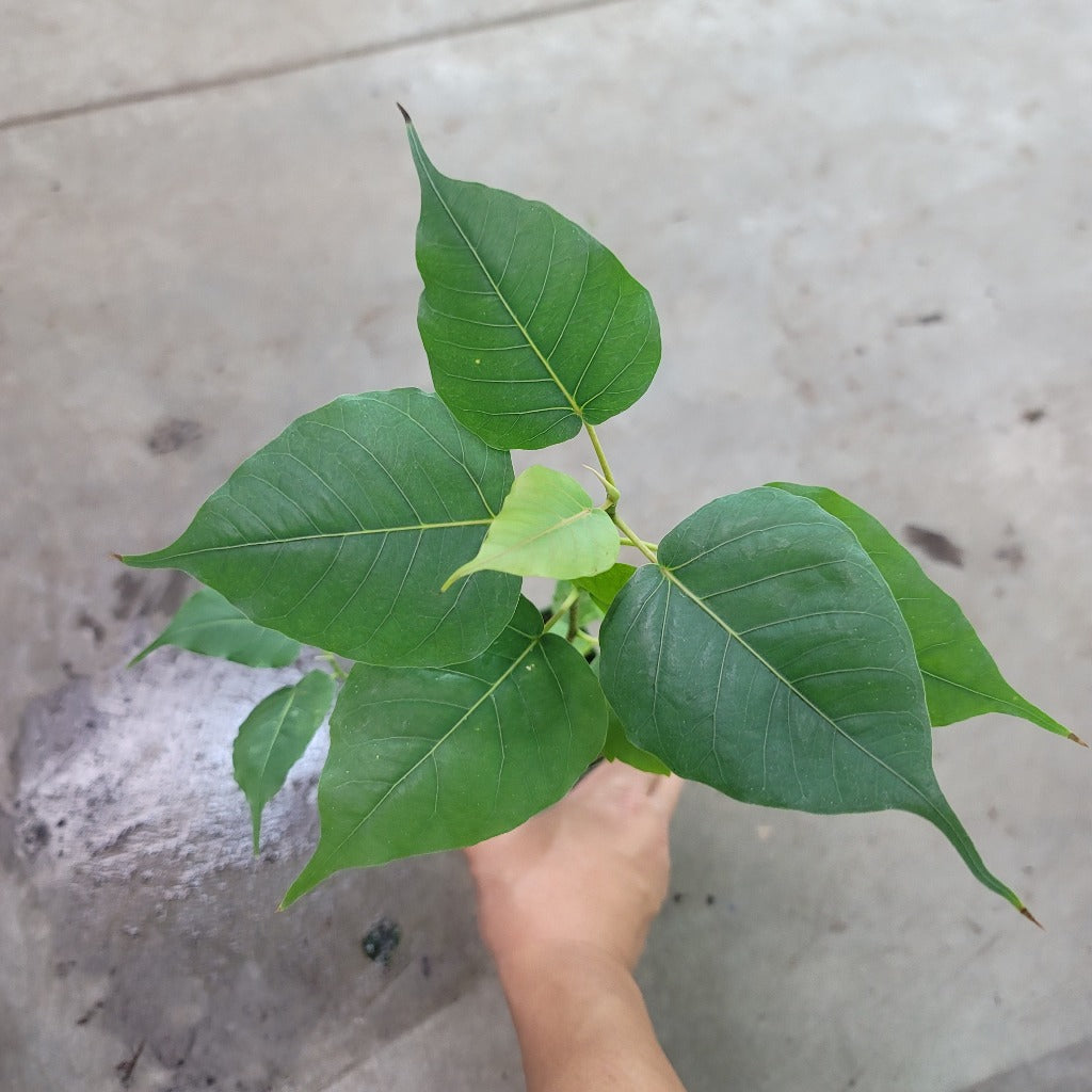 Ficus religiosa - 4