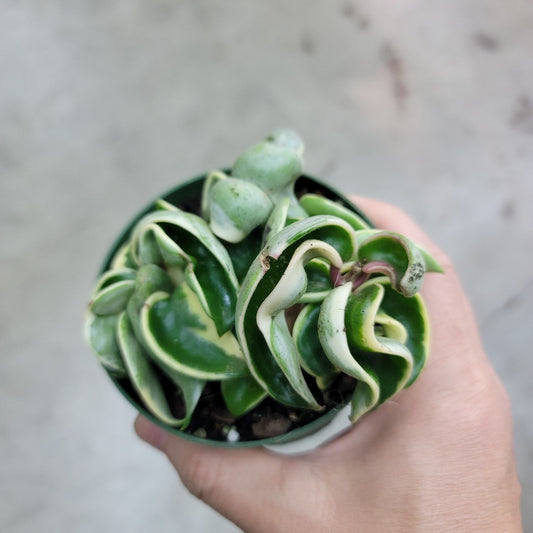SUCCULENTS & CACTUS - Hoya Carnosa 'Compacta Variegata' - 4"