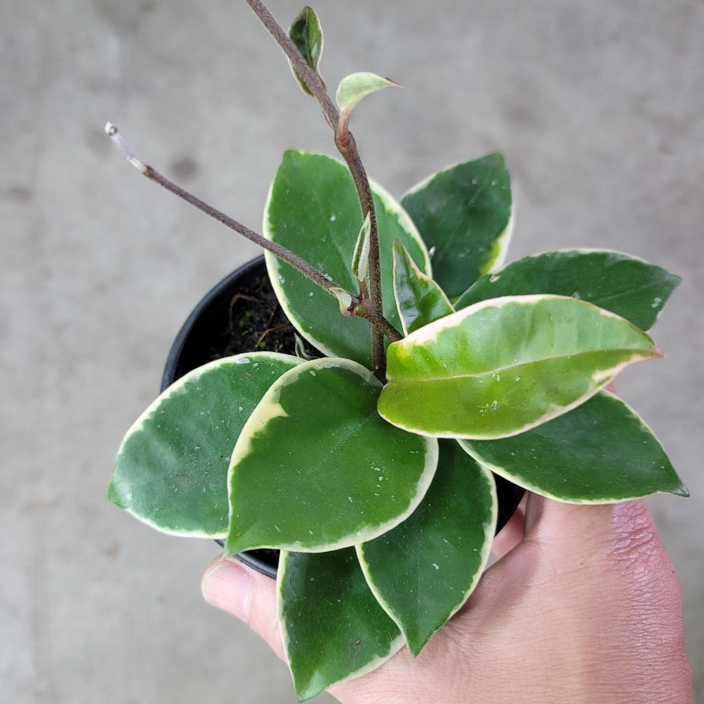 Hoya carnosa 'Krimson Queen' - 4