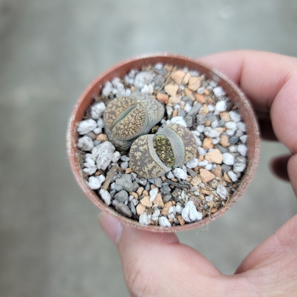 SUCCULENTS & CACTUS - Lithops Assorted