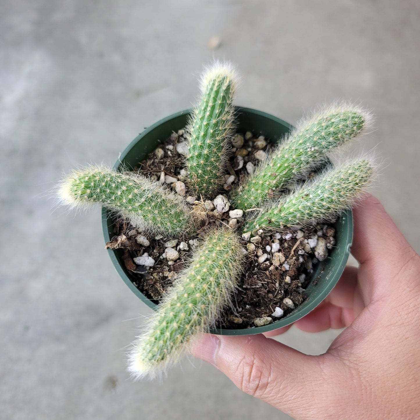 SUCCULENTS & CACTUS - MONKEY TAIL CACTUS