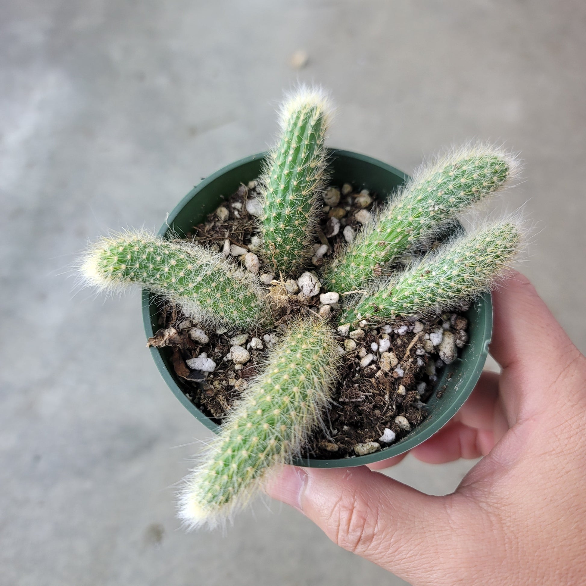 SUCCULENTS & CACTUS - MONKEY TAIL CACTUS