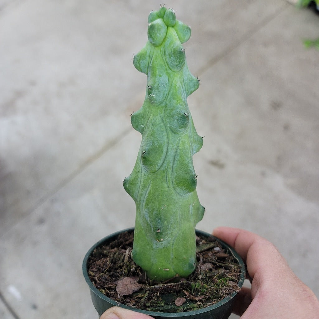 SUCCULENTS & CACTUS - Myrtillocactus Geo. 'Fukurokuryuzinboku'