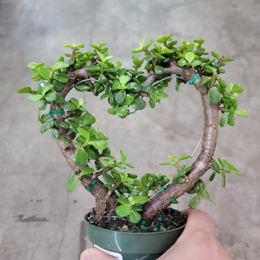 SUCCULENTS & CACTUS - Portulacaria Afra - Heart Topiary - 4"