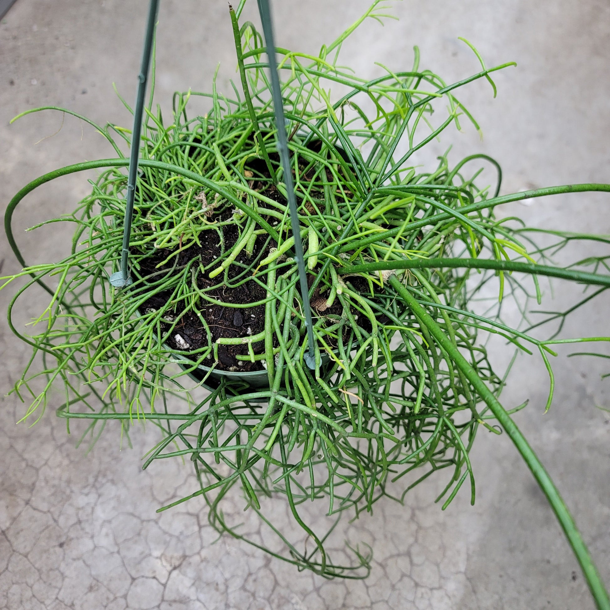 SUCCULENTS & CACTUS - Rhipsalis Baccifera - 6"