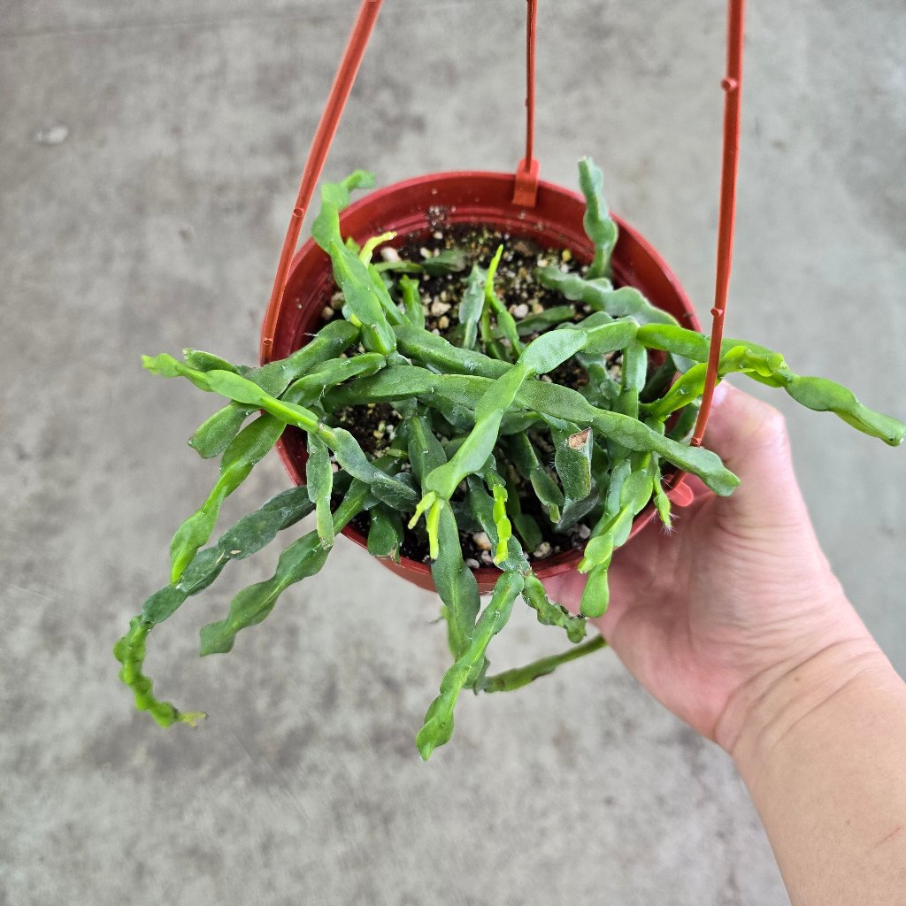 Rhipsalis paradoxa - HB 6