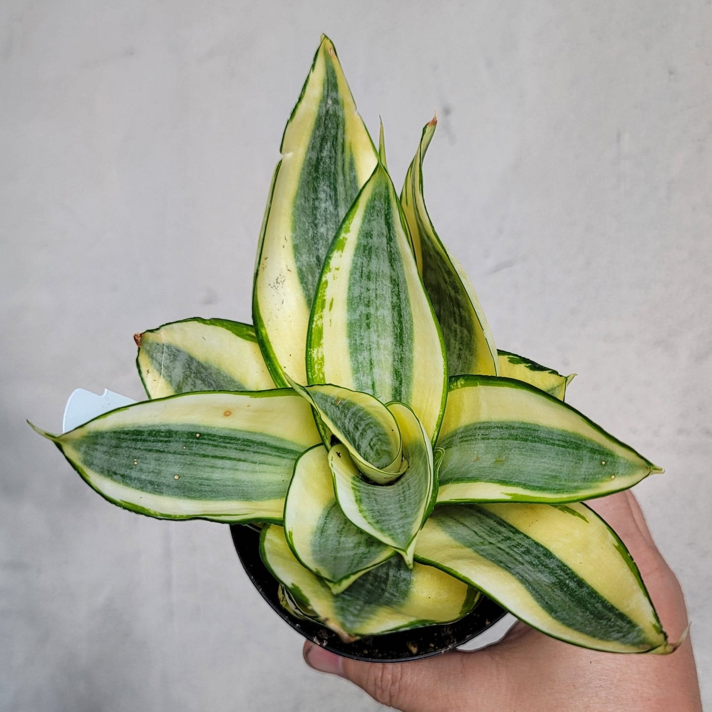 SUCCULENTS & CACTUS - SANSEVIERIA  ASST - 4"