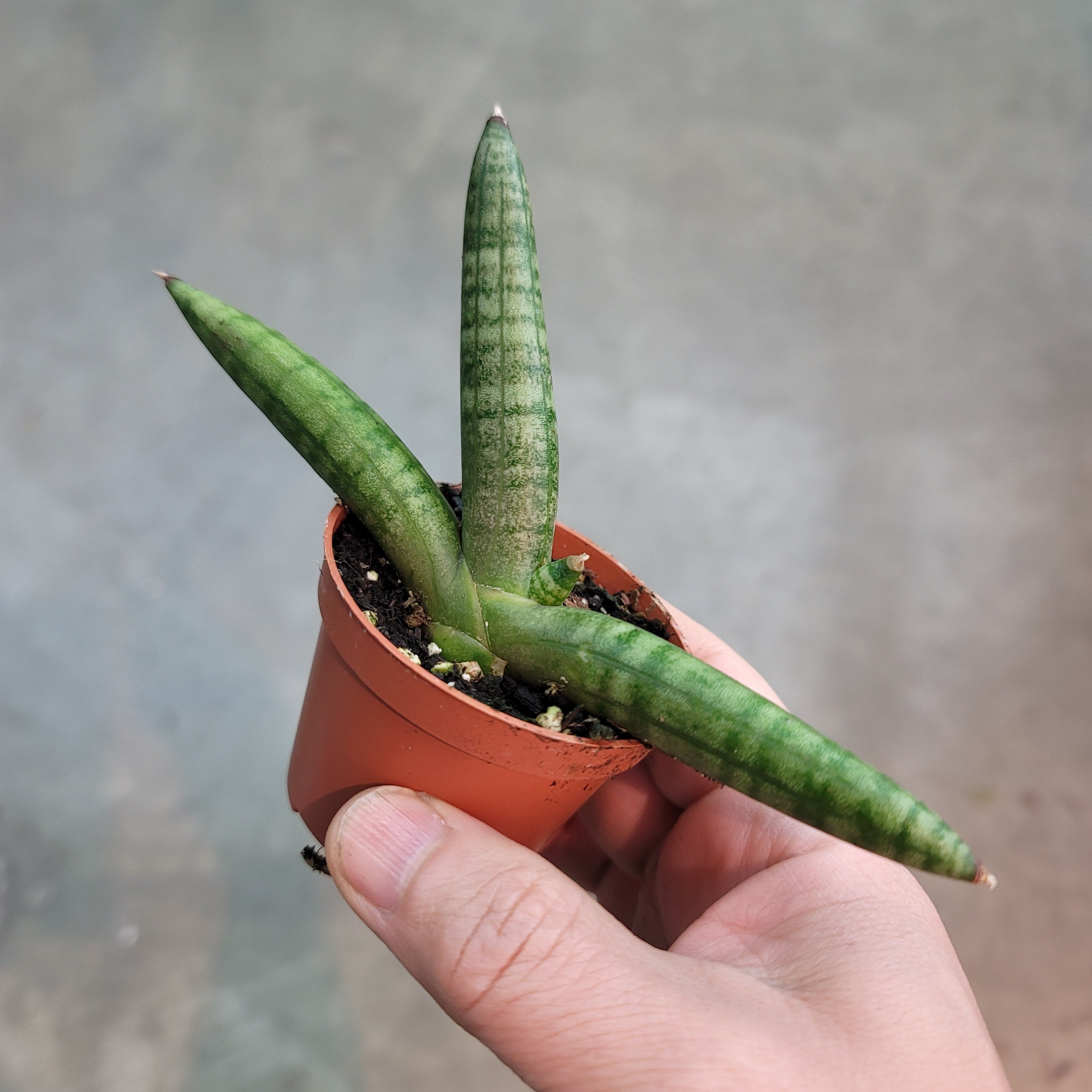 Sansevieria cylindrica 'Boncel' - 2