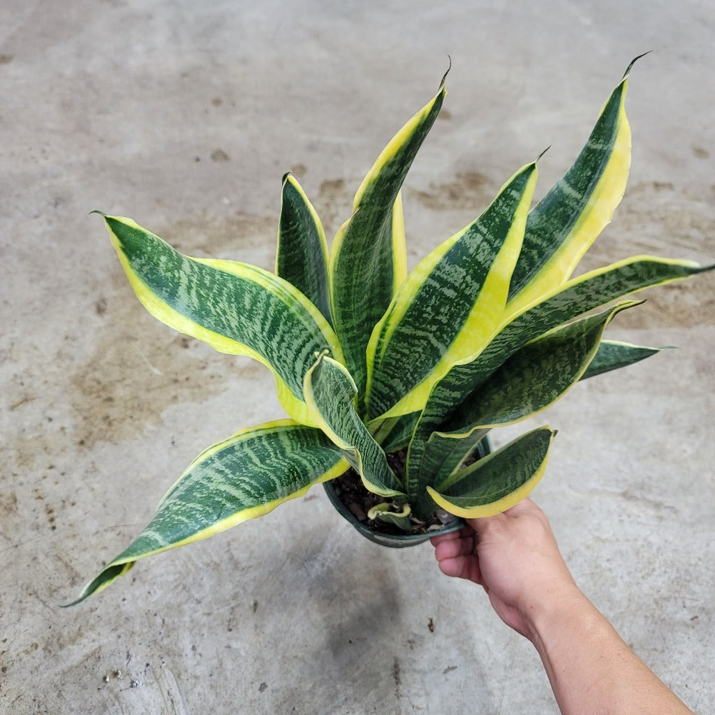 Sansevieria 'Futura Superba' - 6