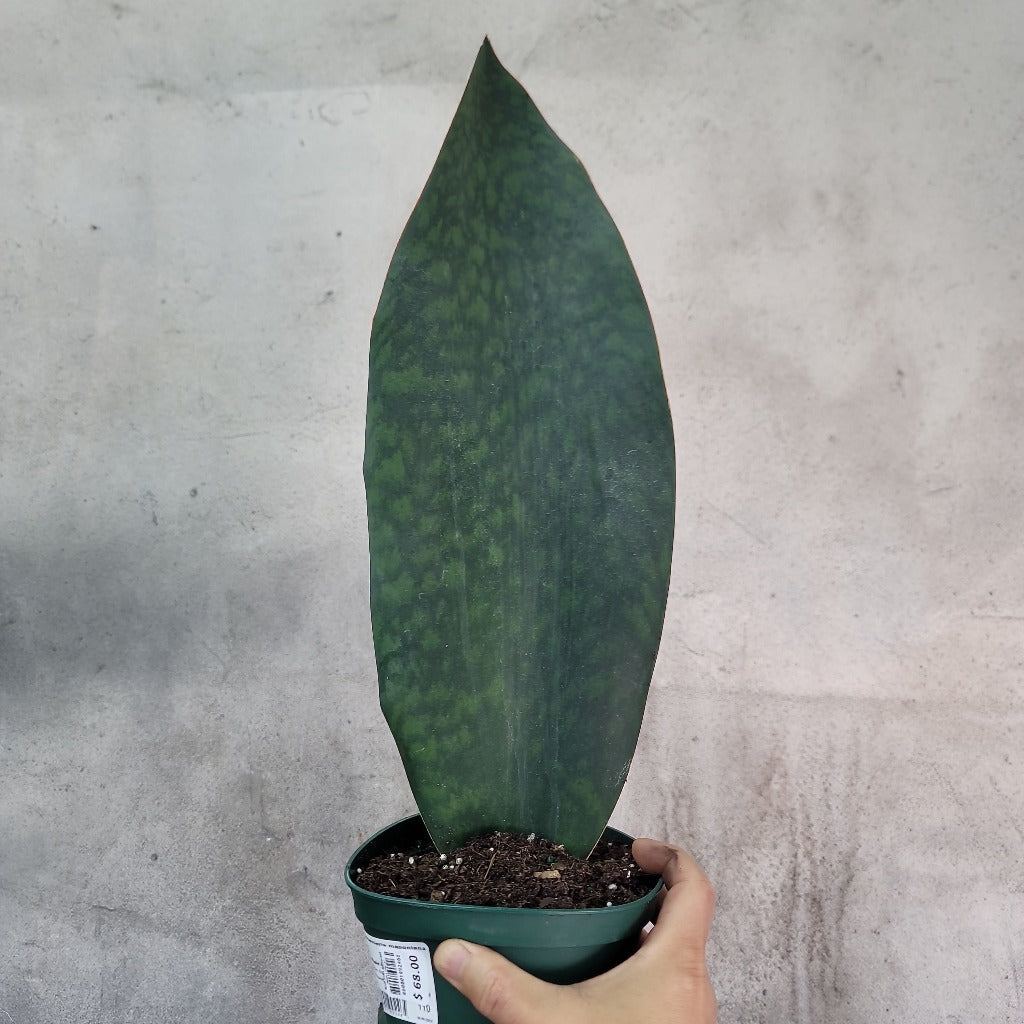 SUCCULENTS & CACTUS - SANSEVIERIA MASONIANA (WHALE FIN) - 6"