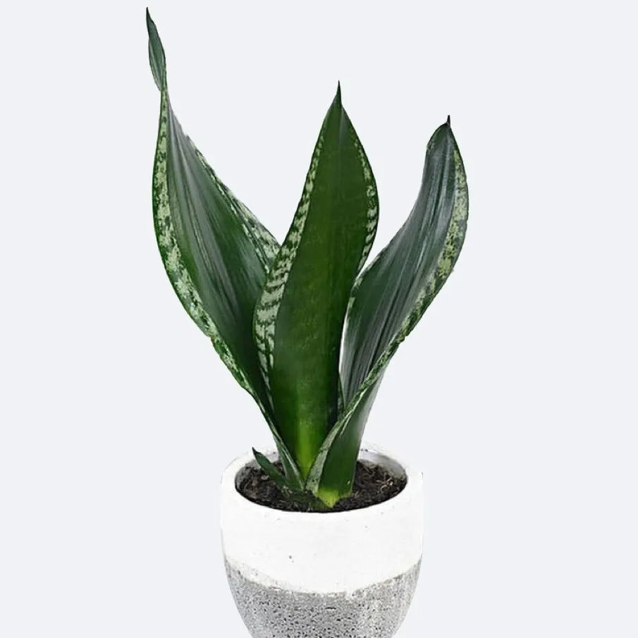 Sansevieria 'Whitney' - 4