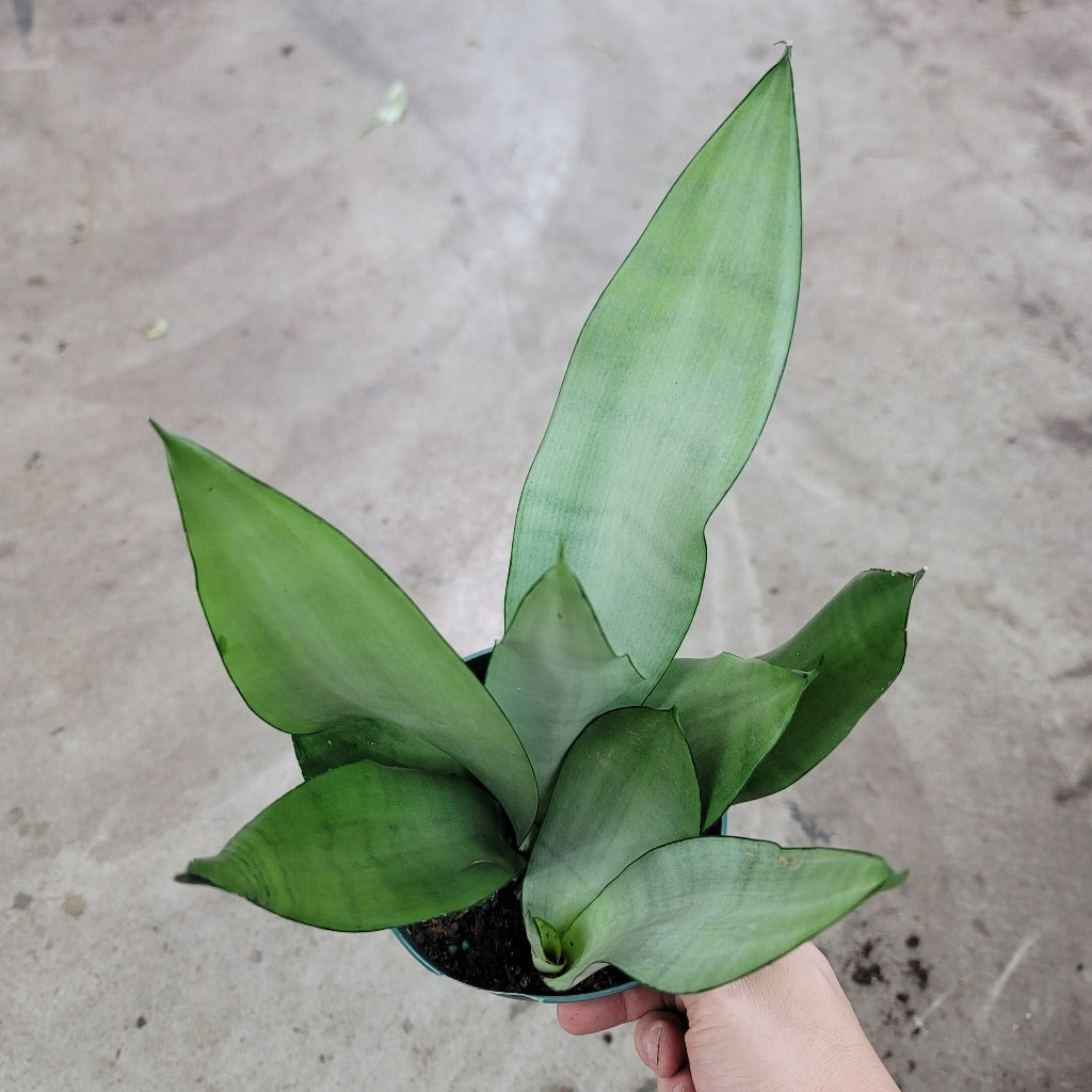 SUCCULENTS & CACTUS - Sansevieria Tri. 'Moonshine' - 6"