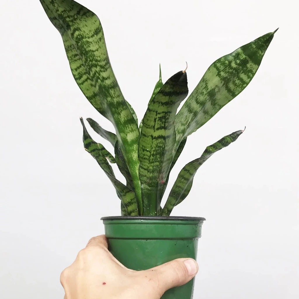 SUCCULENTS & CACTUS - Sansevieria Trifasciata 'Black Coral' - 4"