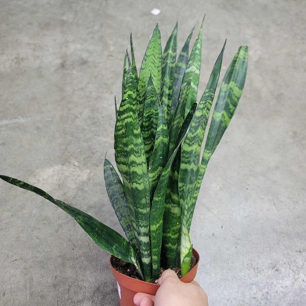 Sansevieria trifasciata 'Black Coral' - 8