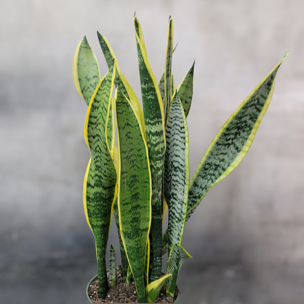 Sansevieria trifasciata. var. laurentii - 6