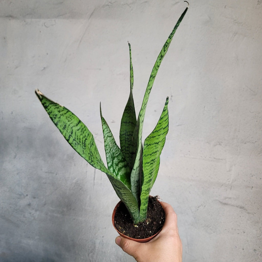 Sansevieria zeylanica - 4