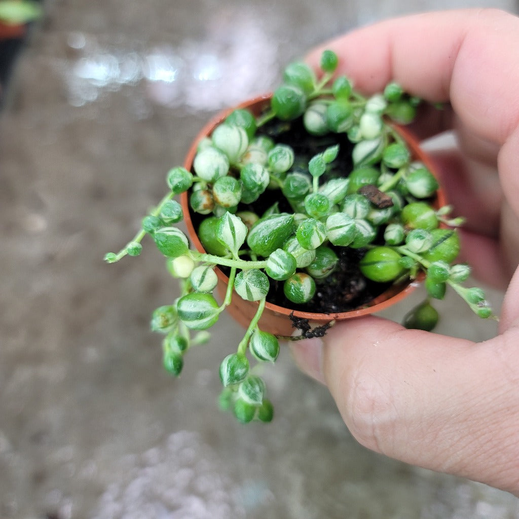 SUCCULENTS & CACTUS - String Of Pearls Variegated - 2"