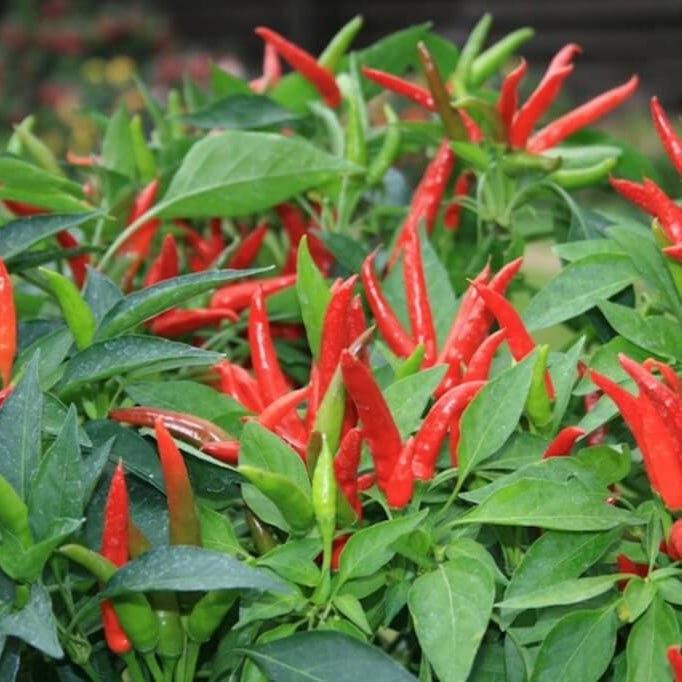 Super Chili - 5"