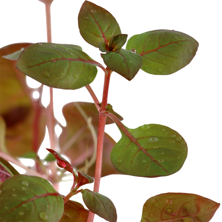 Ludwigia palustris 'Super Red'