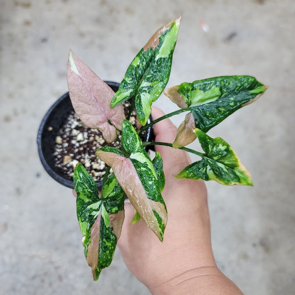 SYNGONIUM - Syngonium Red Spot Tricolor - 4"